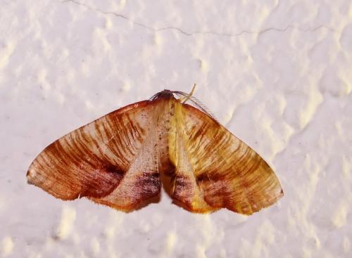 Réf. 180 810 : Plagodis dolabraria